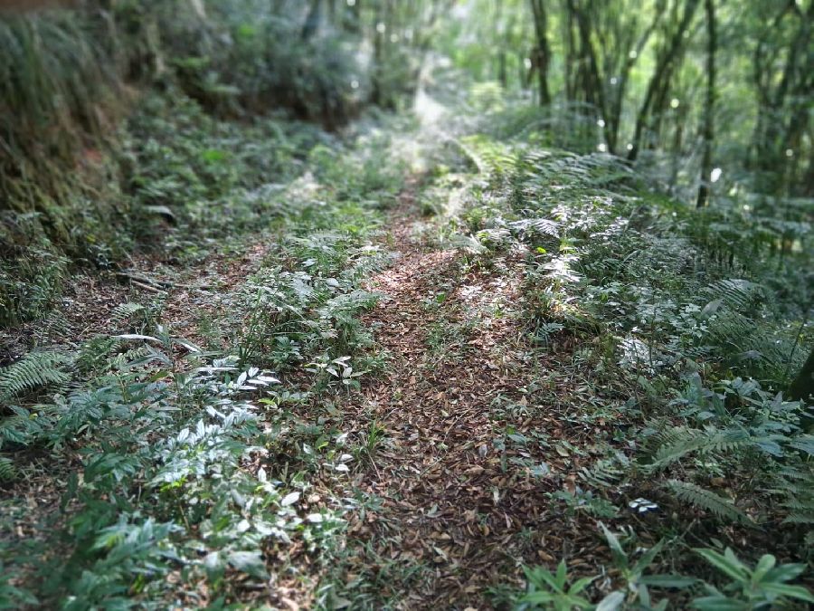 Terreno em Bocaiuva do Sul - Área de terreno com área de 74.490,00 m², na localidade de Barra das Cruzes, no Município de Bocaiuva do Sul-PR, bom acesso, estrada interna, rio Jordão na divisa.