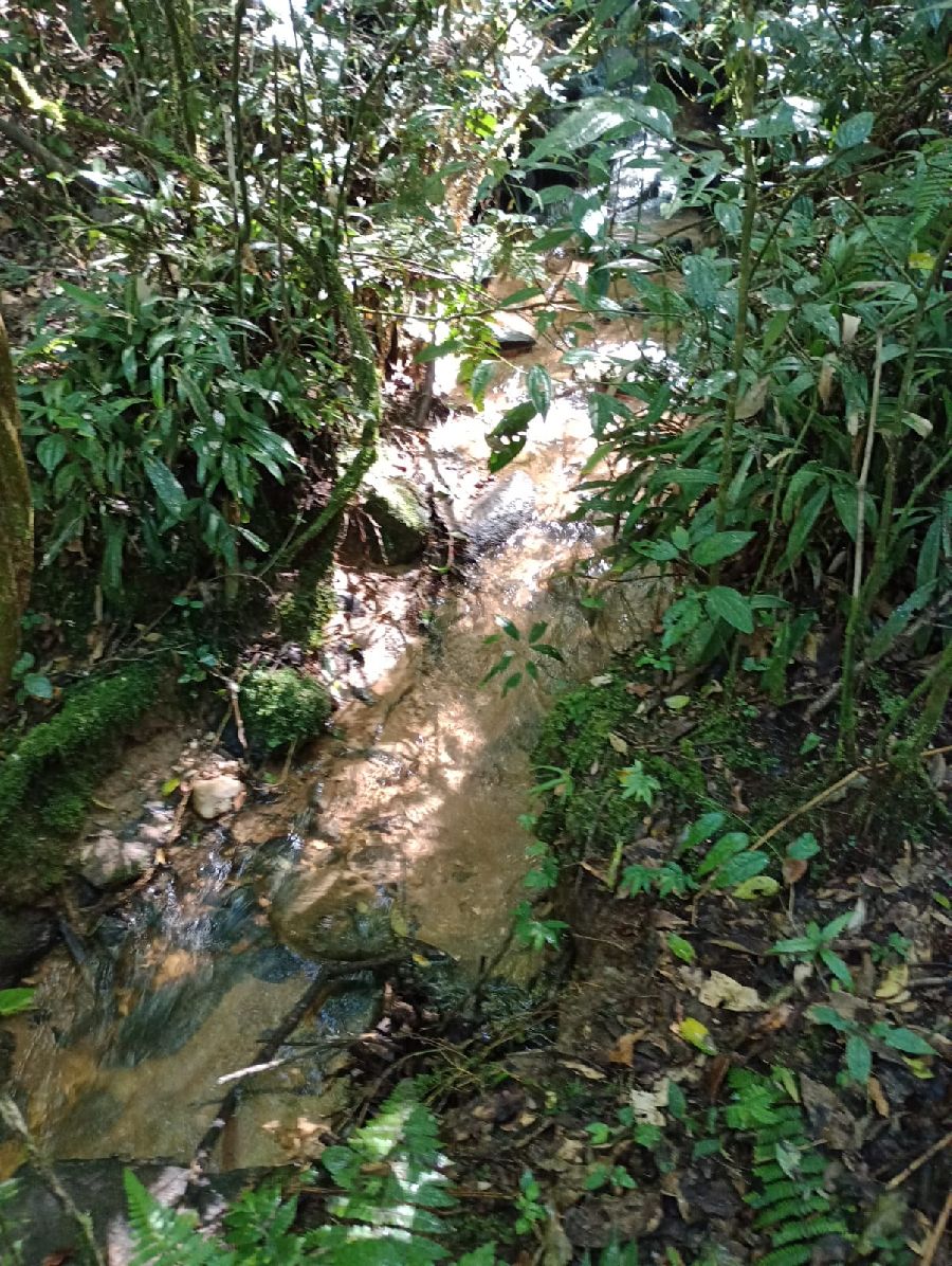 Chácara em Bocaiuva do Sul - Área de terreno rural com bom acesso com área de 20.000 metros quadrados na localidade de Campo Novo, Município de Bocaiúva do Sul, Paraná. Luz, córrego, estrada na divisa. R$ 220.000.00. 