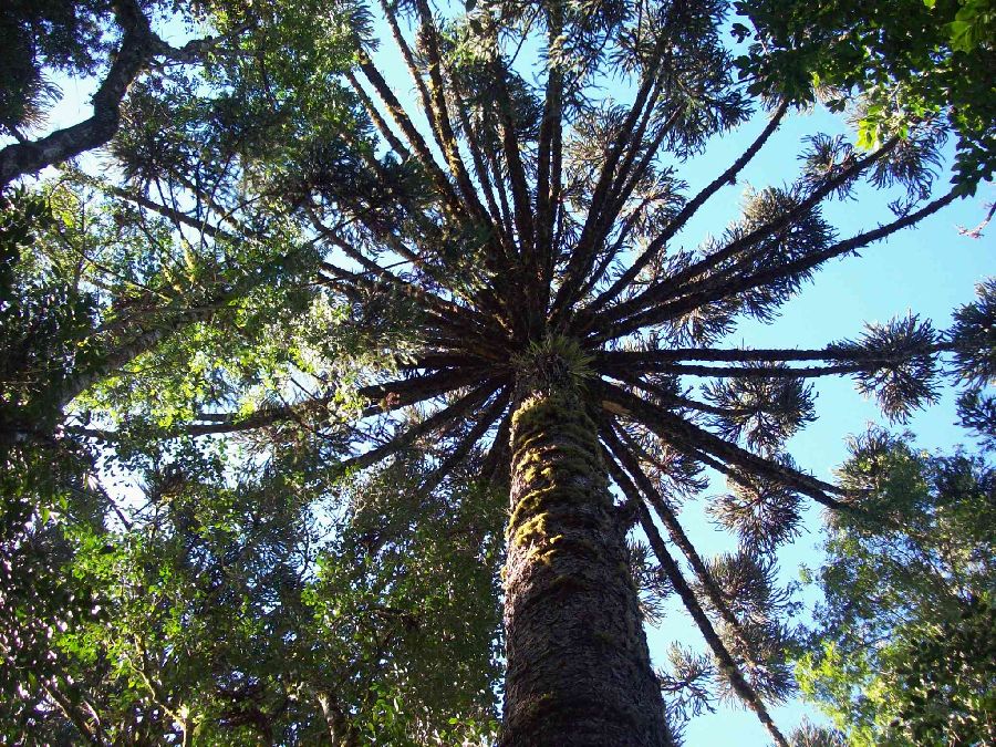 Chácara em Bocaiúva do Sul - Área para Chacaras em Bocaiuva do Sul localidade Estreito, 1,5346 hectares R$ 260.000,00