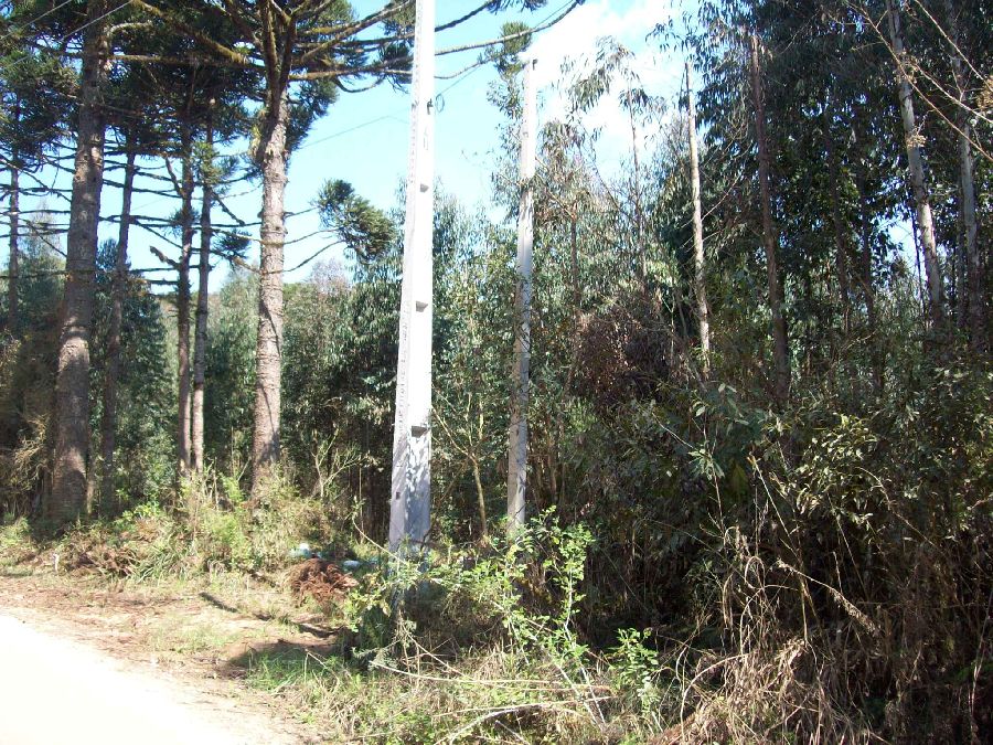 Chácara em Bocaiúva do Sul - Área para Chácaras em Bocaiuva do Sul localidade Estreito, 4,9421 hectares, R$ 460.000,00