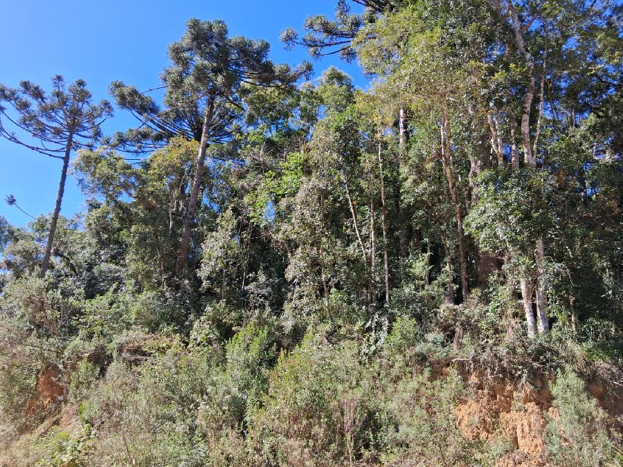 Chácara em Bocaiuva do Sul - Área para chácara na localidade de Figueira, Município de Bocaiuva do Sul, Paraná, Imóvel a 16 Km do Centro de Bocaiúva do Sul. R$ 250.000,00.
